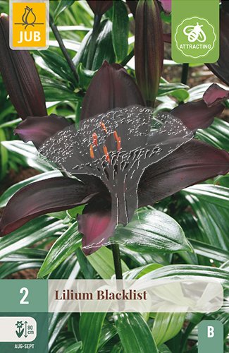851190/8205 Lilie Blacklist 2ks