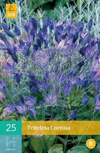 852867/8608 Trojlilie (Triteleia) Corinna 25ks