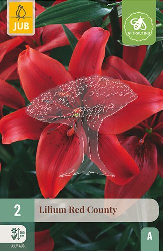 851097/8305 Lilie Red County 2ks