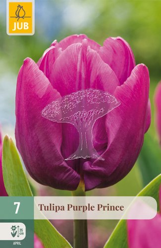 850638/8304 Tulipány Purple Prince 7ks