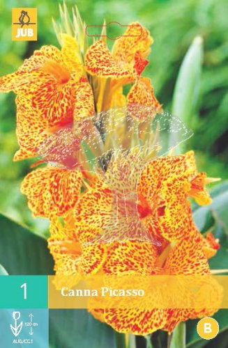 852210/7203 Canna Picasso 1ks