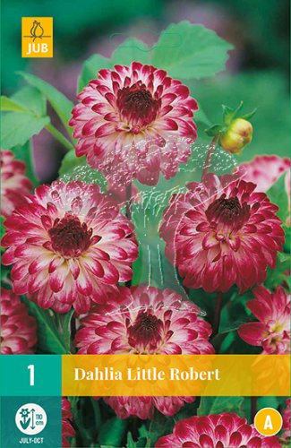 851085/7405 Dahlie Little Robert 1ks