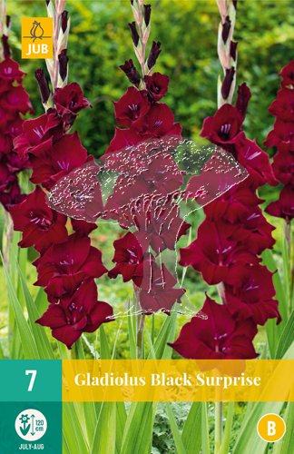 851315/7506 Gladioly Black Surprise 7ks
