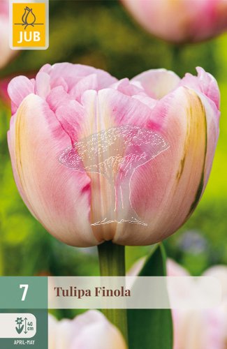 850651/8205 Tulipány Finola 7ks
