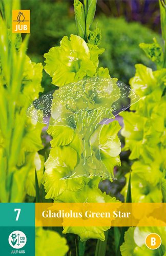851319/7507 Gladioly Green Star 7ks