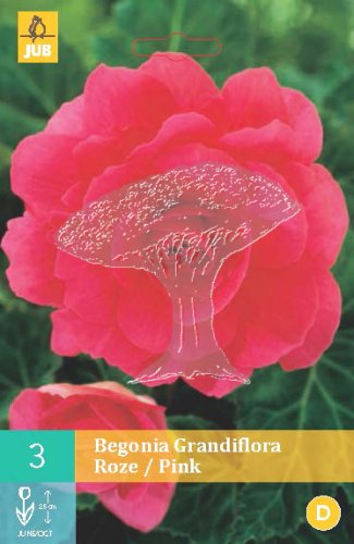 852174/7102 Begónie růžová 3ks