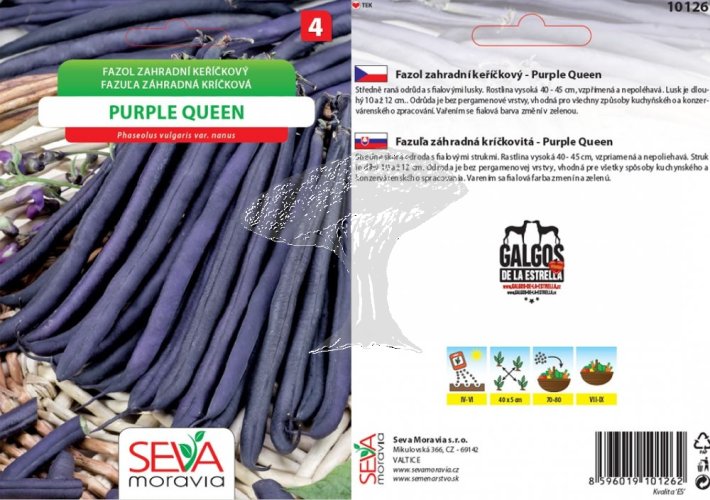 10126/x Fazol keř. Purple Queen 20g