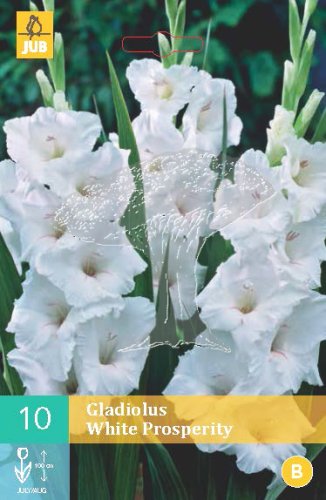 852130/7607 Gladioly White Prosperity 10ks