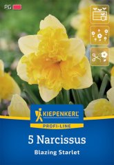 2450003/7603 Narcisy Blazing Starlet 5ks