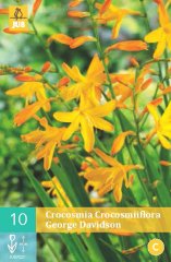 852224/8508 Montbrécie (Crocosmia) George Davidson 10ks