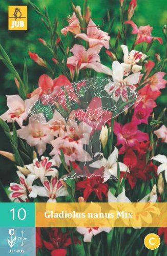 852136/8102 Gladioly trpasličí směs 10ks
