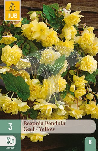 852179/7106 Begónie převislá žlutá 3ks