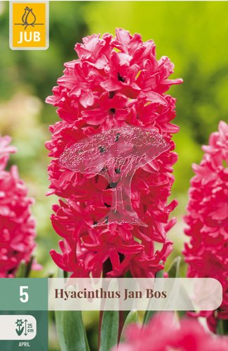 850319/7203 Hyacinty Jan Bos 5ks
