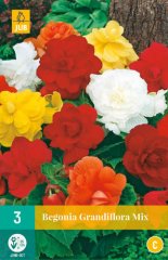 852176/7105 Begónie smě barev 3ks