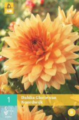 852011/7307 Dahlie Glorie Van Noordwijk 1ks