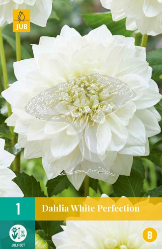 851244/7402 Dahlie White Perfection 1ks