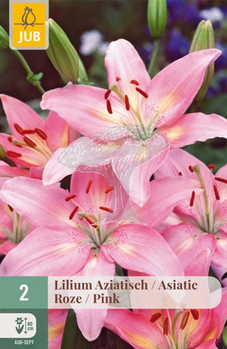 852734/7403 Lilie asijská růžová 2ks