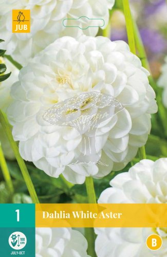 851146/7406 Dahlie White Aster 1ks