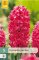 850319/7203 Hyacinty Jan Bos 5ks