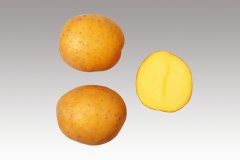 Sadba brambor KATY (pytel 25kg)