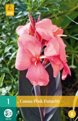 851335/7204 Canna Pink Futurity 1ks