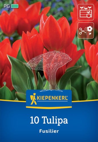 2000051/8405 Tulipány botanické oranžové 10ks