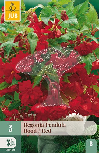 852181/7108 Begónie převislá červená 3ks