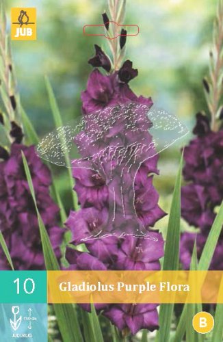 852127/7604 Gladioly Purple Flora 10ks