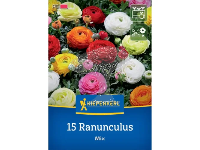 2775025/8105 Pryskyřník pivoňkokvětá směs 15ks