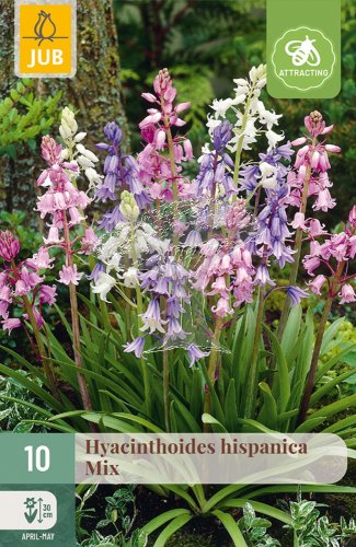 852806/7202 Hyacint Hispanica směs 10ks