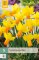 850261/7505 Narcisy Jetfire 5ks