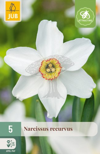 852706/7507 Narcisy Recurvus 5ks