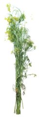 Kopr rozkvetlý svazek cca. 100g