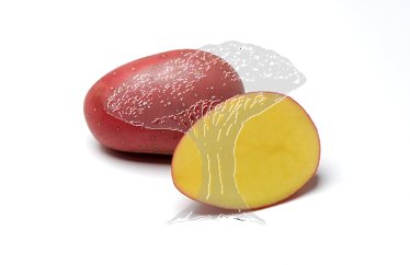 Konzumní brambory k uskladnění červené (pytel 25kg)