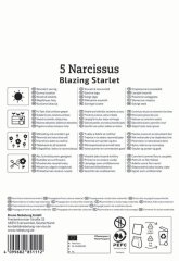 2450003/7603 Narcisy Blazing Starlet 5ks