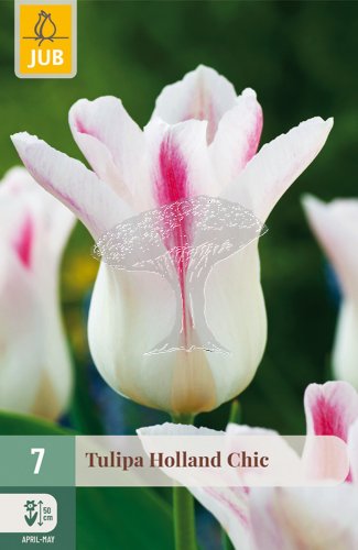 852639/8307 Tulipány Holland Chic 7ks
