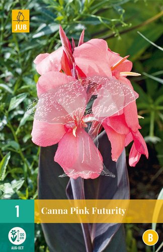 851335/7204 Canna Pink Futurity 1ks