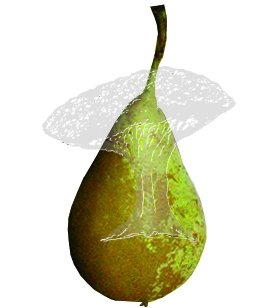 Hrušky konzumní (krabice 5kg)