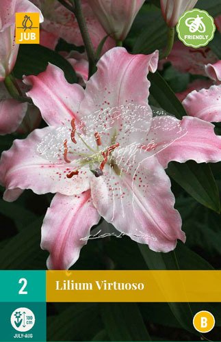 851221/8401 Lilie Virtuoso 2ks