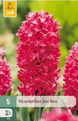 850319/7203 Hyacinty Jan Bos 5ks