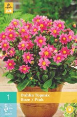852090/7407 Dahlie Topmix Pink 1ks