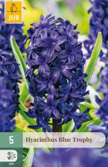 850601/7107 Hyacinty Blue Trophy 5ks