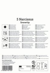 2450002/8103 Narcisy Snowtip 5ks