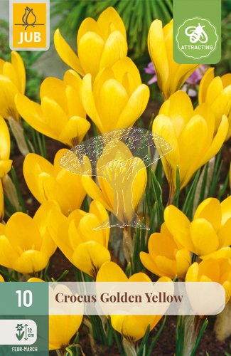 850232/7206 Krokusy Golden Yellows 10ks