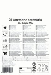 2775007/8304 Sasanky St. Brigid (plnokvěté) směs 20ks