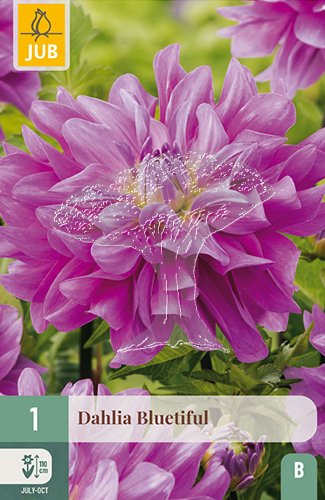 852816/7302 Dahlie Bluetiful 1ks