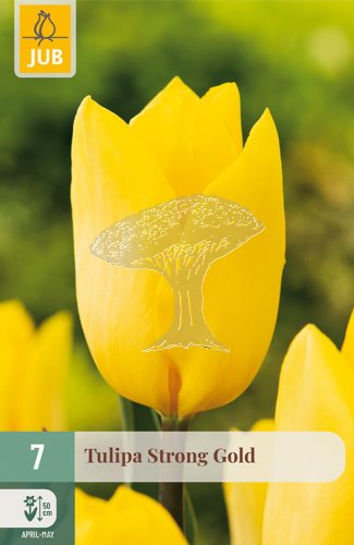 850487/8207 Tulipány Strong Gold 7ks