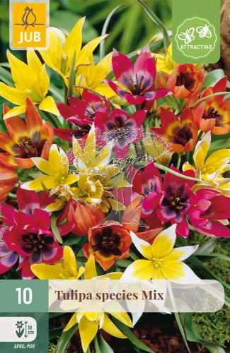 850356/8201 Tulipány botanické směs 10ks