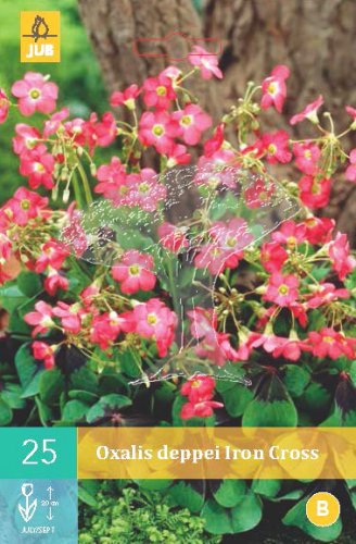 852251/8606 Šťavel (Oxalis) Iron Cross 25ks