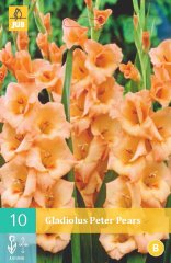 852123/7602 Gladioly Peter Pears 10ks